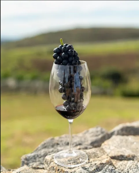 Taça de vinho com um cacho de uvas, sobre pedra, com o vinhedo ao fundo