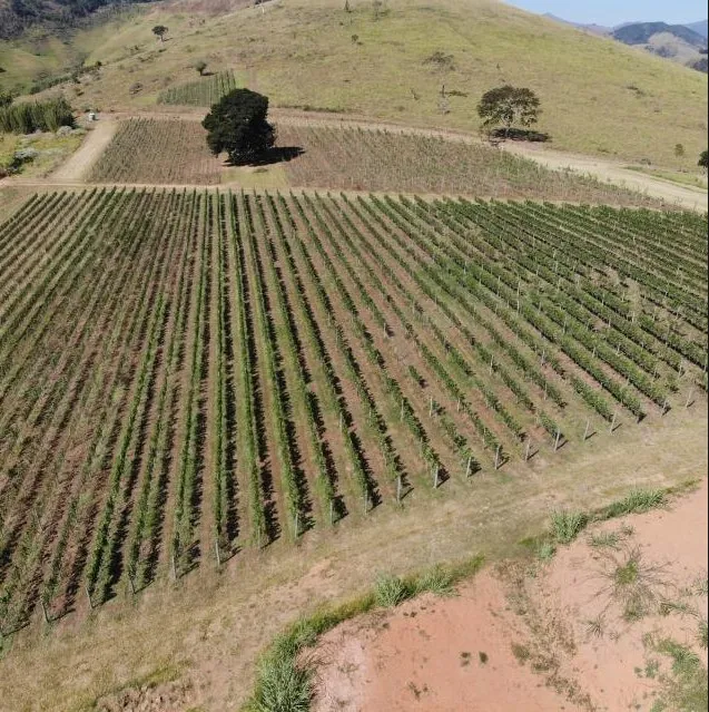 Vista de drone das fileiras do vinhedo em curva de nível