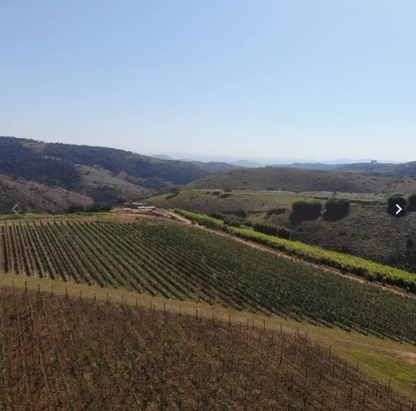 Vinhedos nas colinas da Serra Fluminense