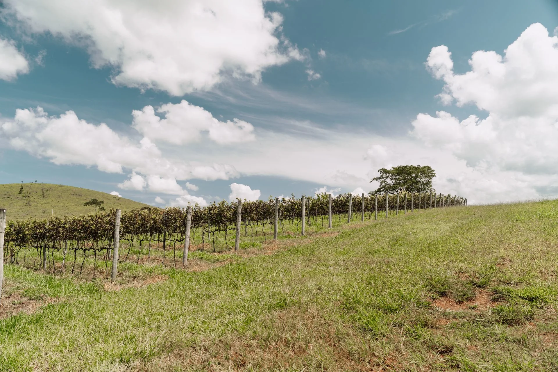 Fileiras de parreirais da Vinícola Arouca, primeiro momento da visita guiada