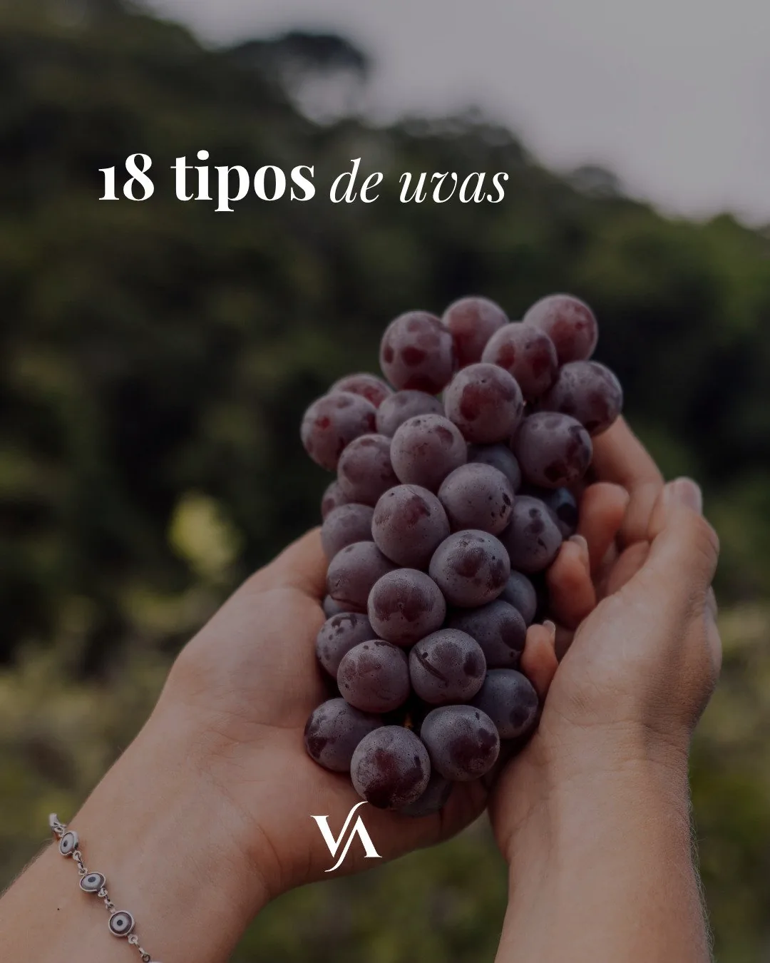 Detalhe de cacho de uva na Vinícola Arouca